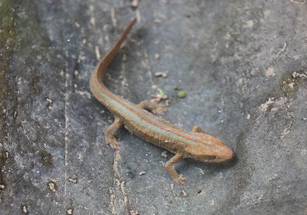 Spot-Tailed Warty Newt
