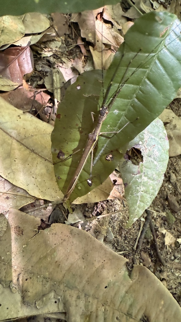 Paraphasma sooretama