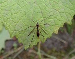 Ptychoptera albimana