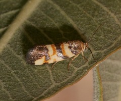Spragueia funeralis