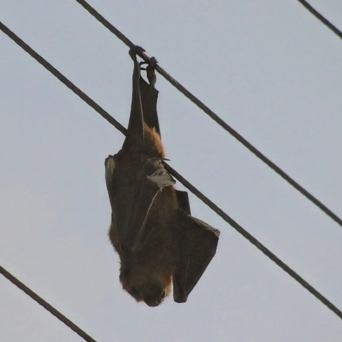 Greater Mascarene Flying Fox