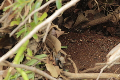Lithobates pustulosus