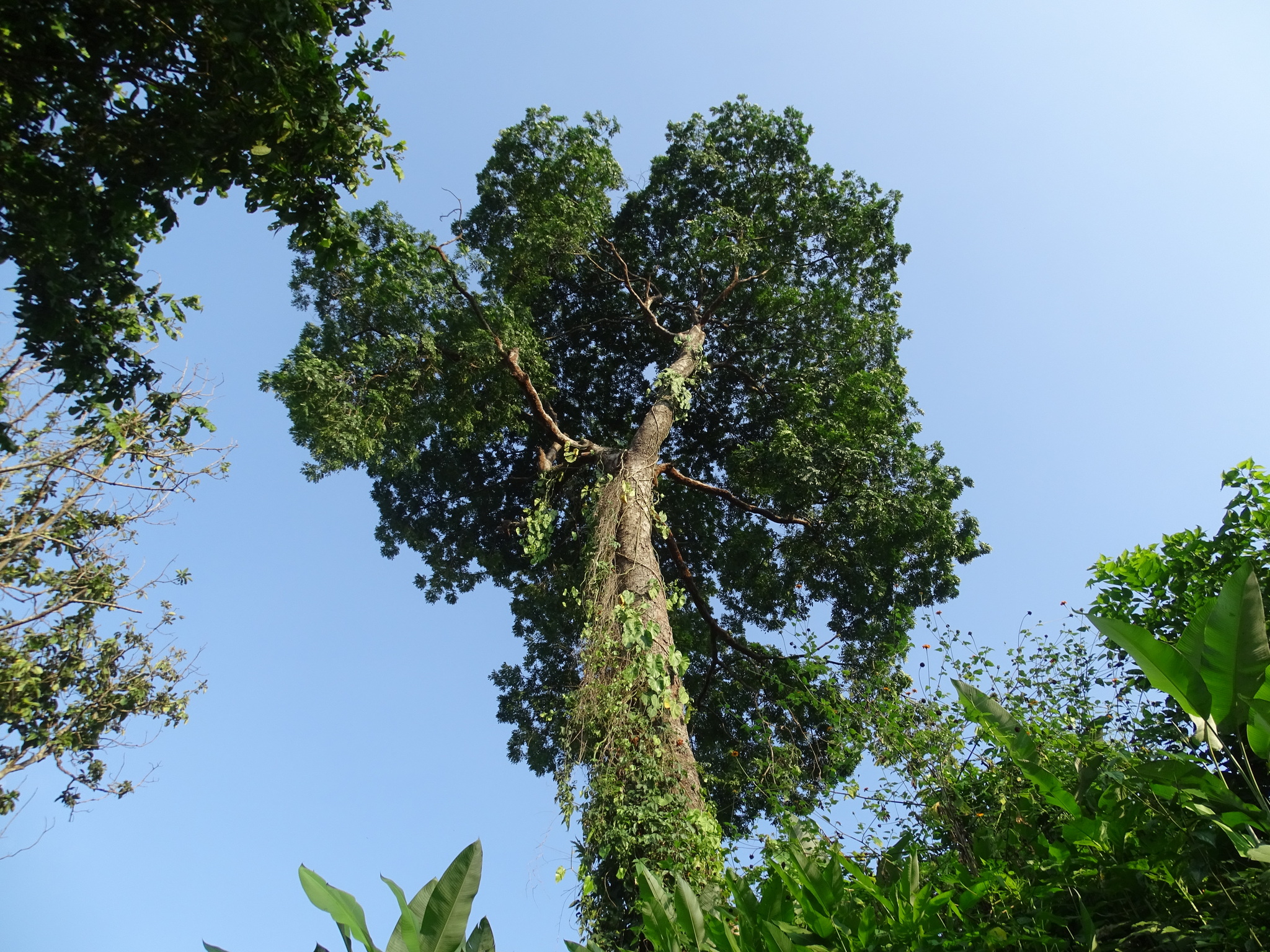 Vatairea lundellii