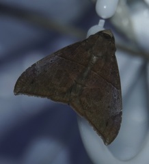 Ophisma