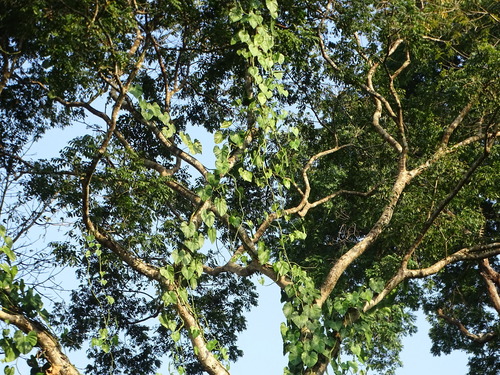 Heartleaf philodendron (Philodendron hederaceum)