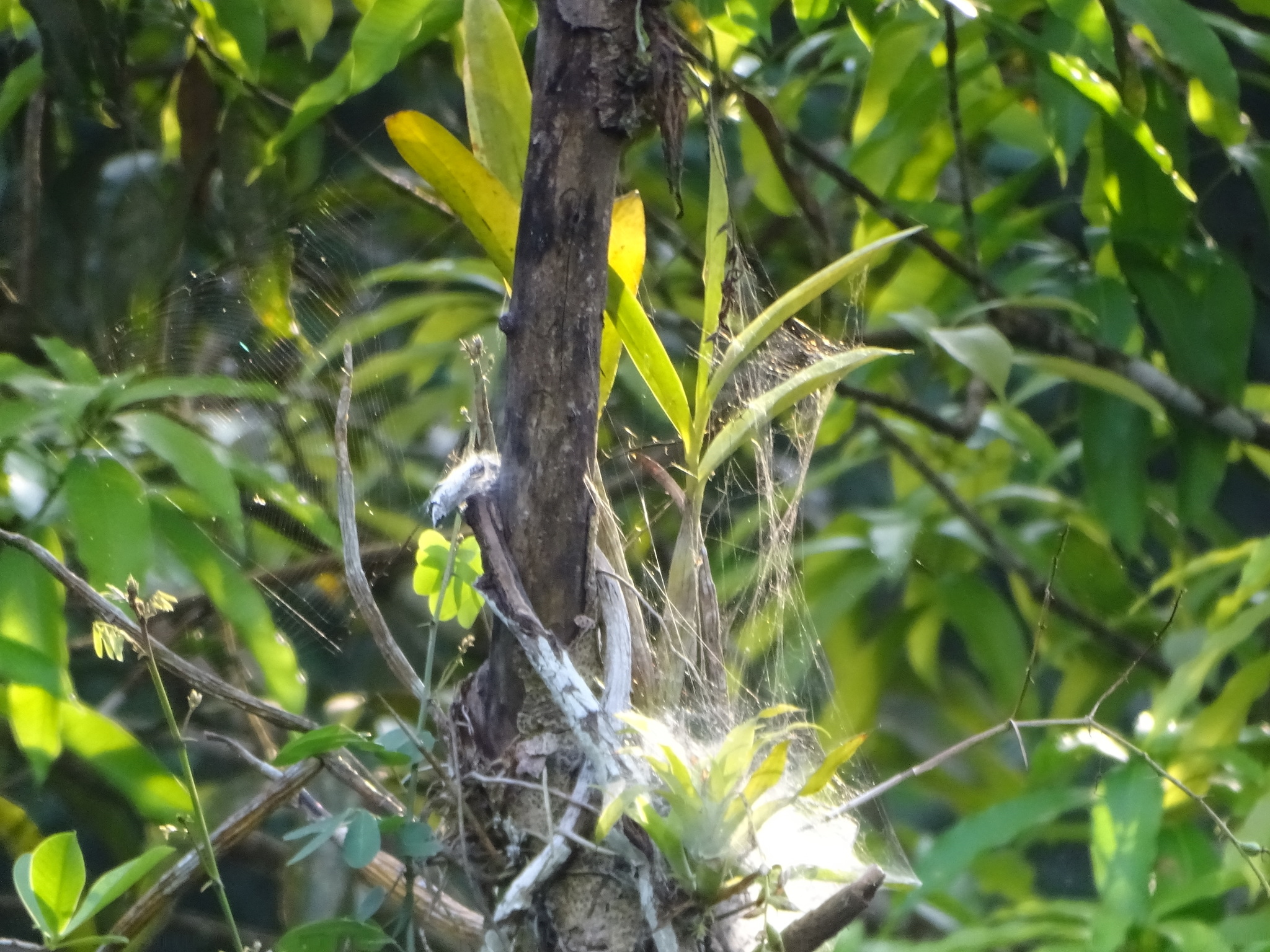 Imagem de Orquídea-bambu