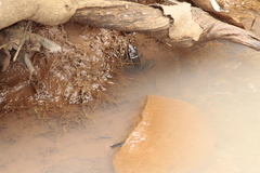 Lithobates pustulosus