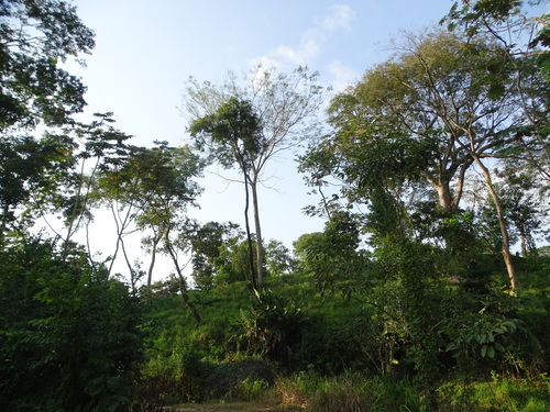 Image of Brazilian Firetree (Schizolobium parahyba) by (c) Alexis López Hernández, some rights reserved (CC BY)
