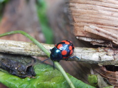 Labidomera suturella