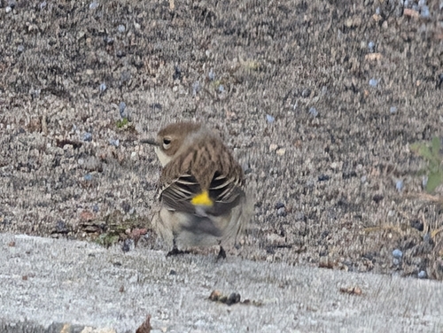 Yellow-rumped Warbler photographed in South Carolina