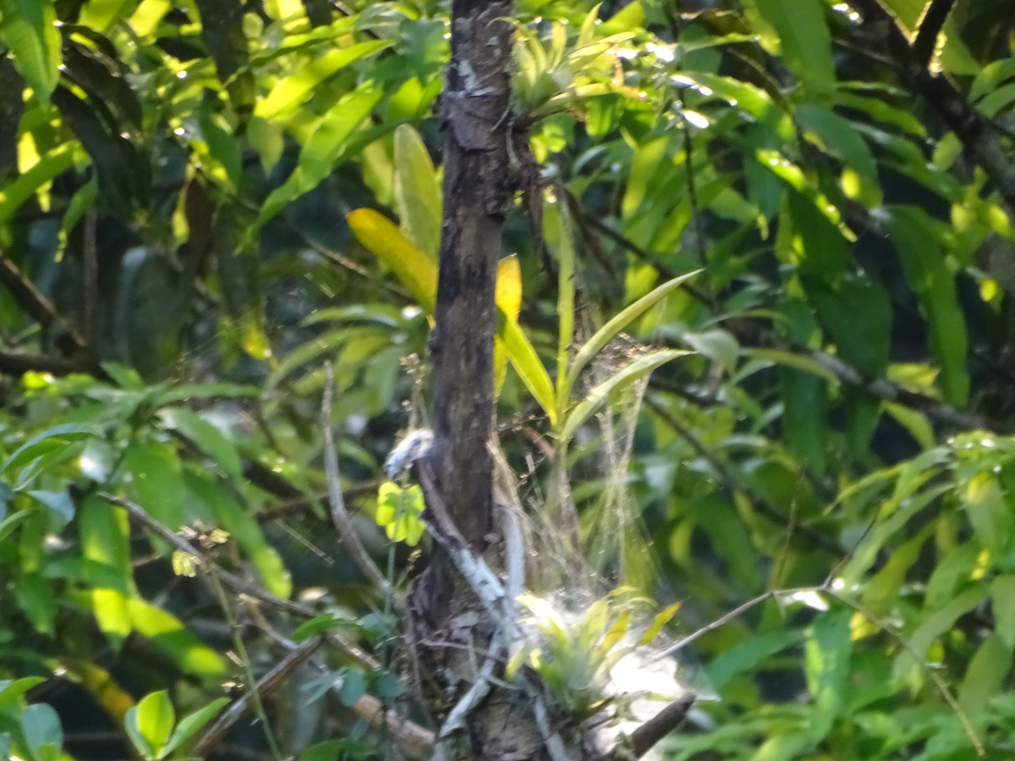 Imagem de Orquídea-bambu