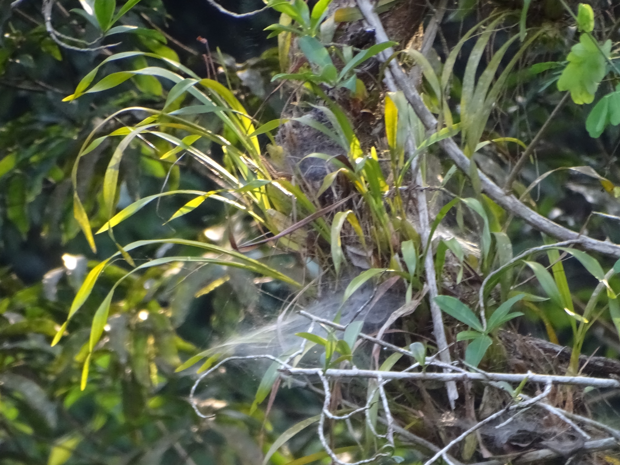Imagem de Orquídea-bambu