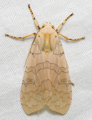 Halysidota tessellaris