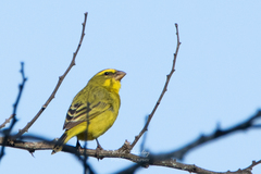 Crithagra sulphurata