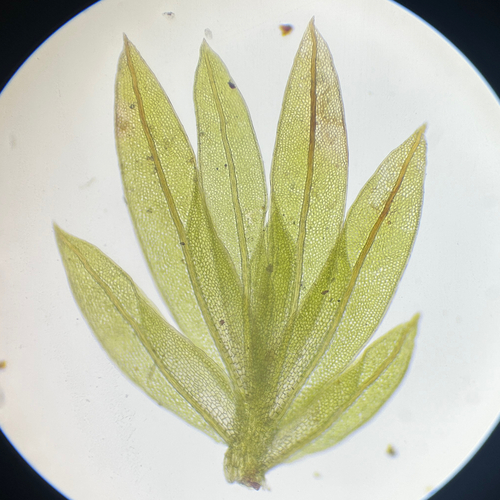 Fissidens zollingeri