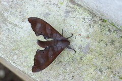 Marumba nympha