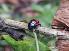 Labidomera suturella