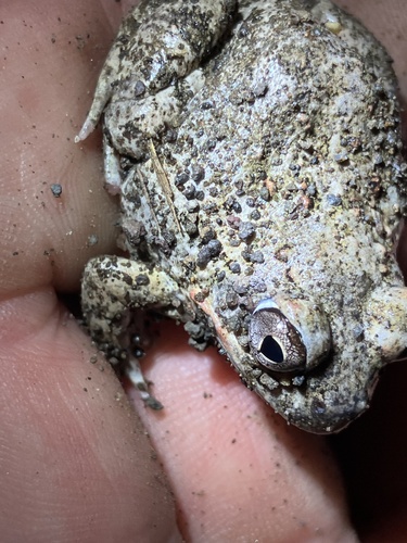 Sandveld Pyxie, Tomopterna krugerensis