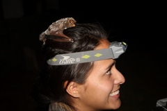 Lasiurus cinereus cinereus