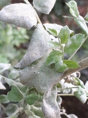 Erysiphe palczewskii