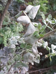 Erysiphe palczewskii
