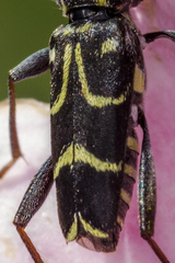 Xylotrechus antilope