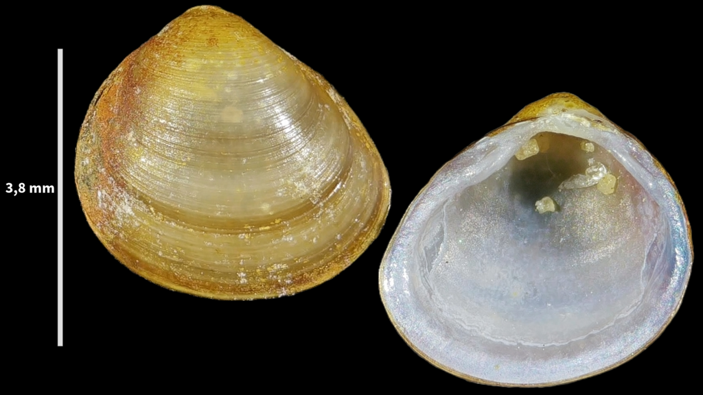 Hump-Backed Pea Mussel