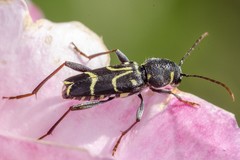 Xylotrechus antilope