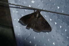 Ophisma