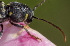 Xylotrechus antilope
