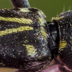 Xylotrechus antilope