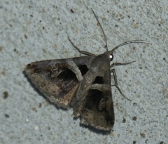 Panula inconstans