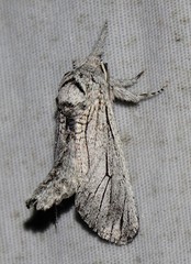 Inguromorpha itzalana