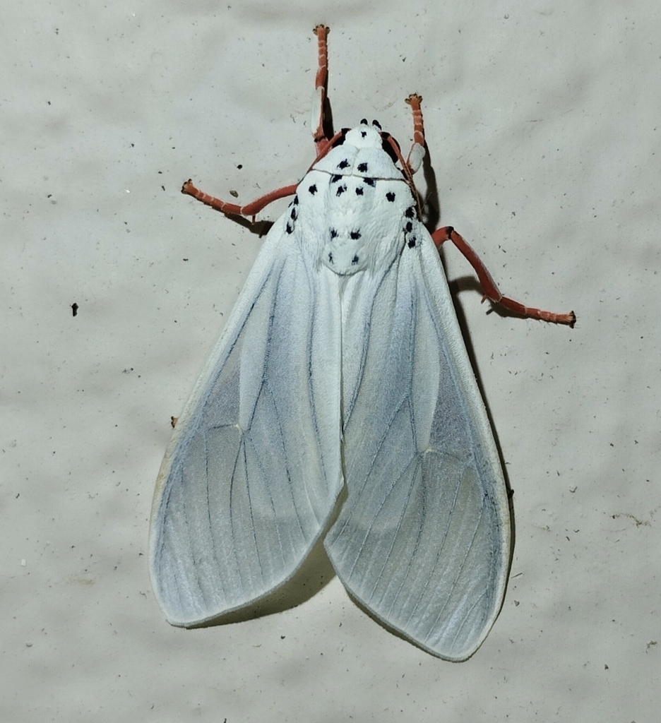 Amerila mulleri