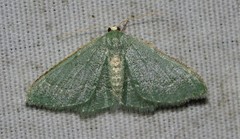 Xerochlora martinaria