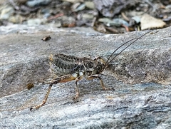 Cyphoderris monstrosa