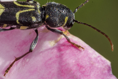 Xylotrechus antilope