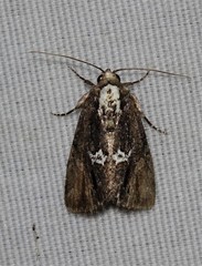 Bryolymnia semifascia