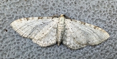 Eupithecia cretaceata