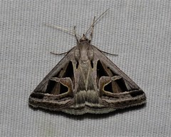 Callistege intercalaris