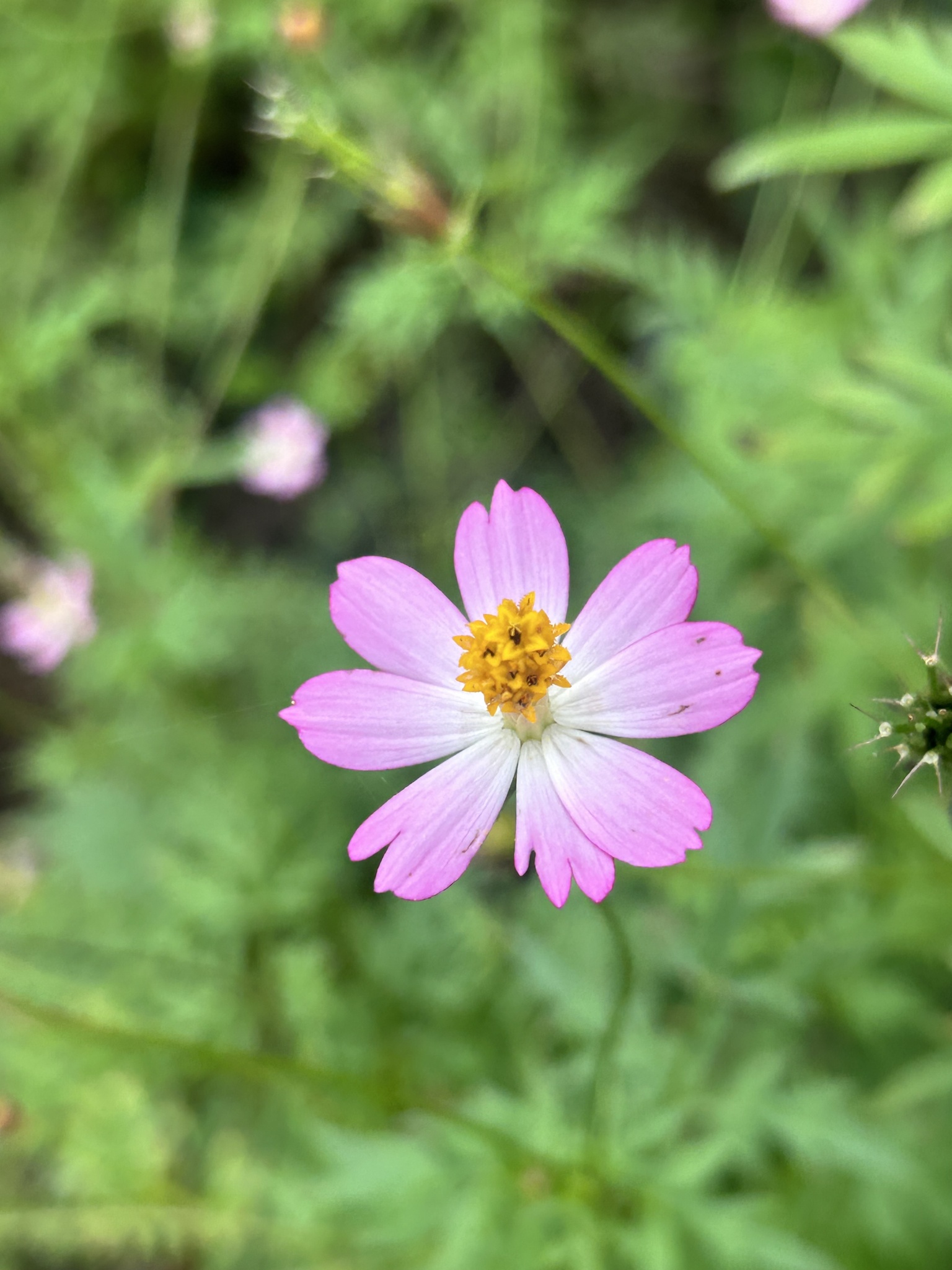 Imagem de Cosmos amarelo