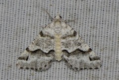 Macaria pallipennata