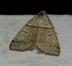 Ptichodis ovalis