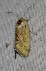 Heliocheilus paradoxus