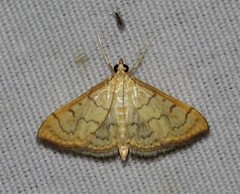 Anania labeculalis