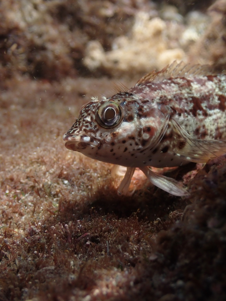 Glossy Blenny