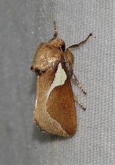 Prolimacodes trigona