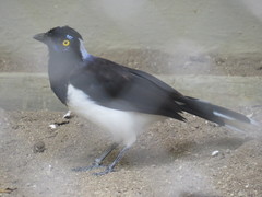 Cyanocorax cyanopogon