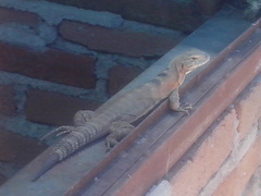 Ctenosaura macrolopha