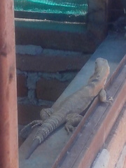 Ctenosaura macrolopha